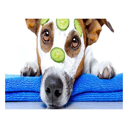 cuidado-de-la-piel-y-pelaje