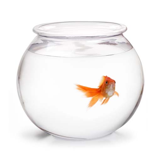 acuarios-de-agua-dulce