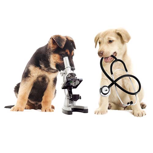 diagnostico-y-laboratorio-